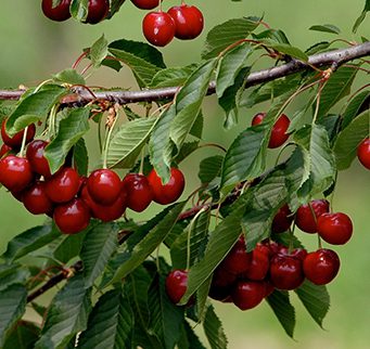 Coldiretti denuncia: “Compromessa dell’80% raccolta di ciliege”