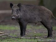 Rolfi: “Dobbiamo ampliare il contenimento del cinghiale che sta distruggendo intere coltivazioni”