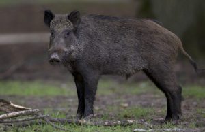 Aumenta del 25% l’abbattimento dei cinghiali in Lombardia