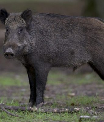 Rolfi: “Dobbiamo ampliare il contenimento del cinghiale che sta distruggendo intere coltivazioni”