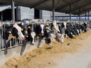 Mucche bloccate nel proprio letame, allevatore nei guai