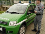 Disboscamenti illegali in Valsabbia, tre denunce e sanzioni per 150mila euro