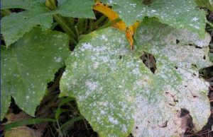 Fitopatia, dalla Regione in arrivo 100.000 euro nella provincia di Brescia