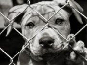 Reati ai danni di animali: Brescia è la capitale del bracconaggio più aggressivo in Italia