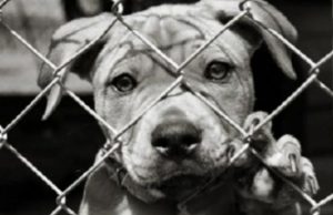 Reati ai danni di animali: Brescia è la capitale del bracconaggio più aggressivo in Italia