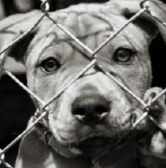 Reati ai danni di animali: Brescia è la capitale del bracconaggio più aggressivo in Italia