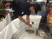 Traffico illecito di Chihuaua: due donne denunciate e 56 cani sequestrati