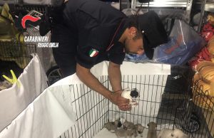 Traffico illecito di Chihuaua: due donne denunciate e 56 cani sequestrati