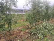 Maltempo in provincia, la grandine colpisce le produzioni agricole