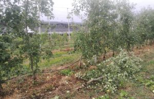 Maltempo in provincia, la grandine colpisce le produzioni agricole