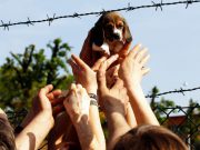 Green Hill in vendita, ma nessuno la vuole