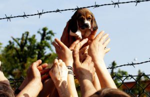 Green Hill in vendita, ma nessuno la vuole