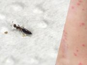 Acari del legno: numerosi “attacchi” nella Bassa Brescia