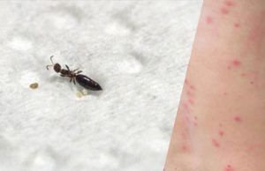 Acari del legno: numerosi “attacchi” nella Bassa Brescia