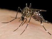 Febbre del Dengue a Chiari, l’Ats: “Caso isolato”