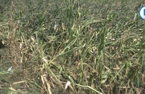 Maltempo nel Bresciano, Rolfi: “Assicurazione fondamentale per privati e aziende agricole”