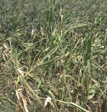 Maltempo nel Bresciano, Rolfi: “Assicurazione fondamentale per privati e aziende agricole”