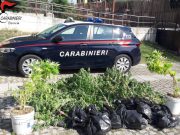 Dieci piante di marijuana in giardino, denunciata 50enne