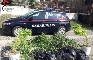 Dieci piante di marijuana in giardino, denunciata 50enne