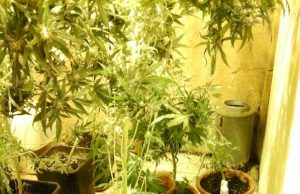 Ospitaletto, nella sua abitazione 15 piante di marijuana: arresti domiciliari per un 40enne del posto