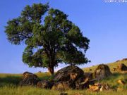 Oggi è la Giornata Internazionale degli Alberi