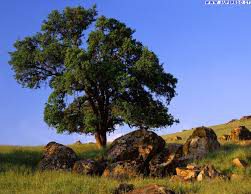 Oggi è la Giornata Internazionale degli Alberi