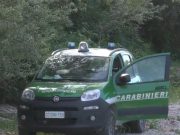 Mucche maltrattate e blatte nelle cisterne del latte. Allevamento sequestrato