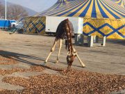 Brescia, animali del circo “parcheggiati” sull’asfalto