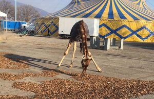 Brescia, animali del circo “parcheggiati” sull’asfalto