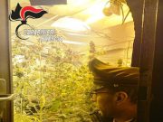 Lozio, 20 piante di “erba” coltivate in casa, arrestato