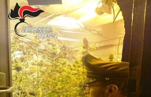 Lozio, 20 piante di “erba” coltivate in casa, arrestato