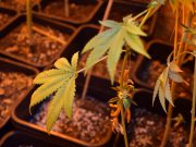 Aveva una piantagione di marijuana in casa, arrestato