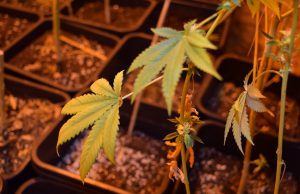 Aveva una piantagione di marijuana in casa, arrestato