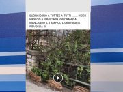 Cinghiali in Maddalena? Solo una fake news