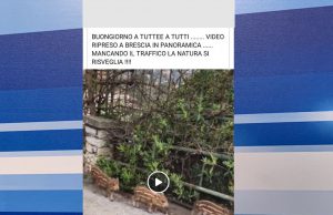 Cinghiali in Maddalena? Solo una fake news