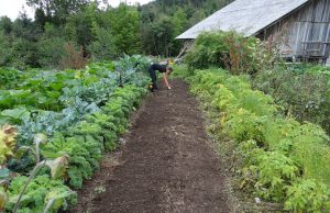 Via libera alla cura degli orti, ma solo nel proprio comune