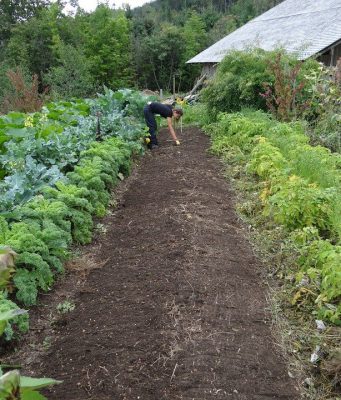 Via libera alla cura degli orti, ma solo nel proprio comune