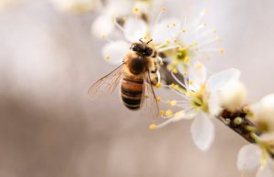 Oggi è la “Giornata delle api”: a rischio una specie su dieci