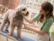 Toelettatura cani e gatti. La Regione dà il via libera all’apertura da oggi