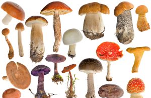 Torna l’ispettorato per il controllo dei funghi: “Niente metodi casalinghi”