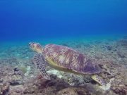 Oggi è la Giornata mondiale dell’ambiente