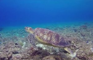 Oggi è la Giornata mondiale dell’ambiente