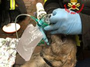 Incendio a Iseo: i Vigili del Fuoco rianimano un cane