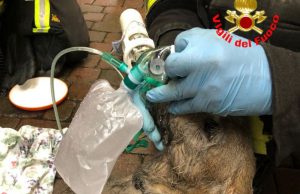 Incendio a Iseo: i Vigili del Fuoco rianimano un cane