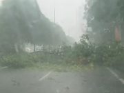 Maltempo, violenta grandinata in città, il vento sradica un grosso ramo. Bloccata via Malta VIDEO