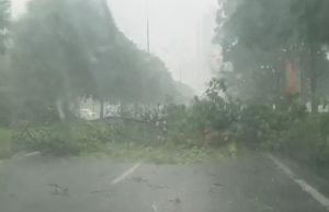 Maltempo, violenta grandinata in città, il vento sradica un grosso ramo. Bloccata via Malta VIDEO