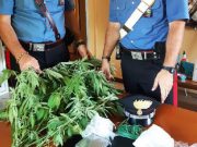 Operazione anti droga a Isorella, spunta una pianta di marijuana