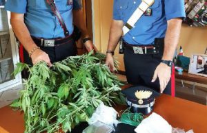 Operazione anti droga a Isorella, spunta una pianta di marijuana