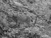 Torna la lince nell’Alto Garda. La “cattura” una fototrappola