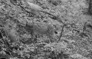 Torna la lince nell’Alto Garda. La “cattura” una fototrappola